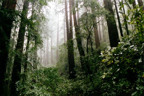 muirwoods.jpg